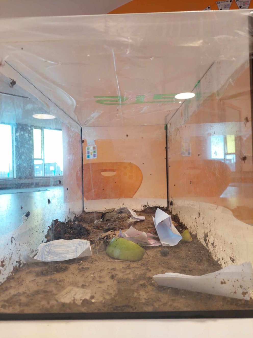 Köngulær í 3 bekk