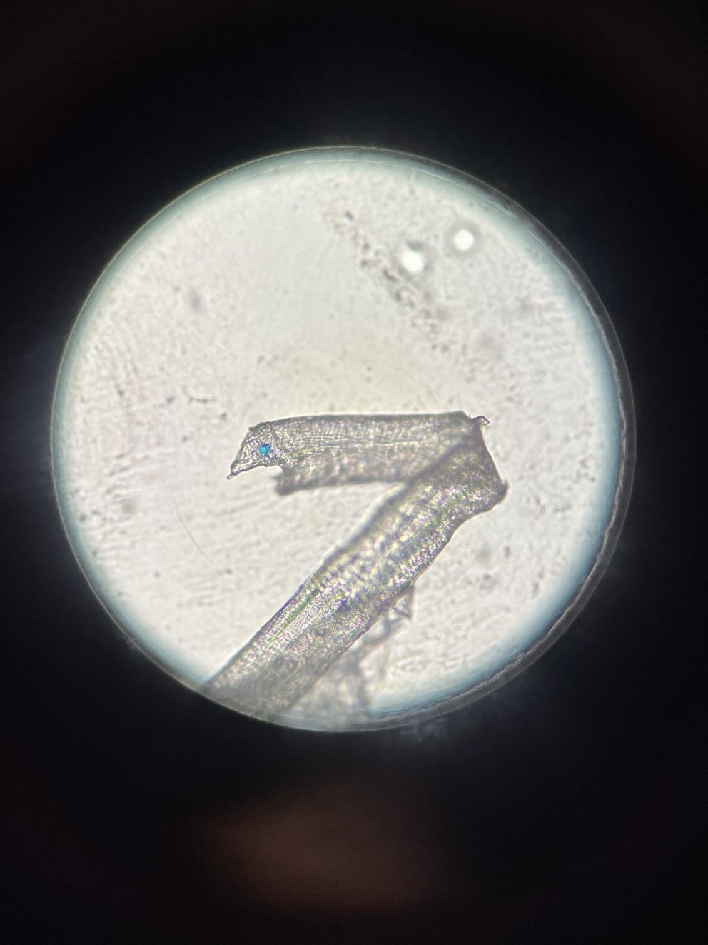 Er snjórinn hreinn?