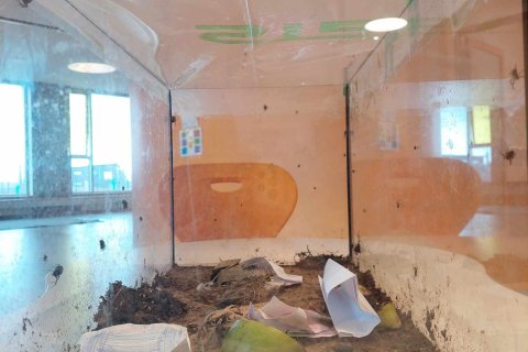 Köngulær í 3 bekk