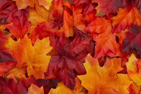 Starfsdagar að hausti