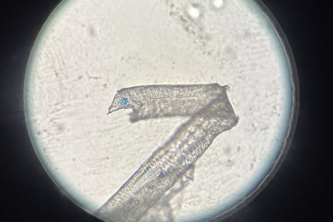 Er snjórinn hreinn?